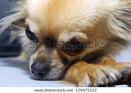 Tired Dog Long Haired  Chihuahua resting at home