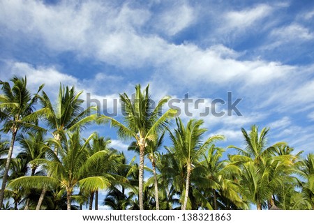 coconut palm cluster with blue cloud sky