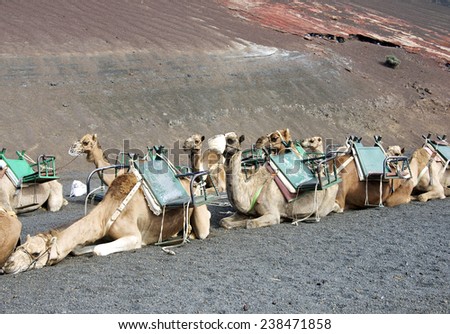 camels at Timanfaya national park wait for tourists for a guided tour