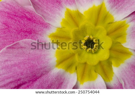 Macro of primula flower