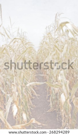 Blurred Background Fall looking between dried corn rows