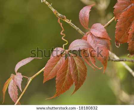 Macro image of fall colors of Virginia Creeper plant.