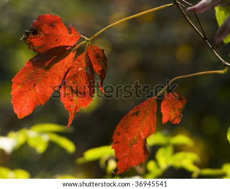 Image of brilliant fall colors created by back-light from sun shining on fall leaves.