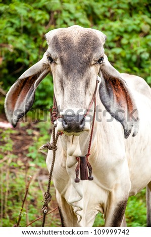 Curious cow  in rural landscape, Thailand.
