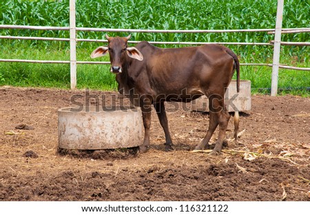 Brown cow is standing on ground in the farm and looking at you.
