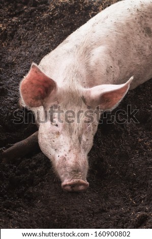 Pig sleeping in the dirt ground.