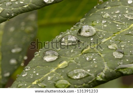 Green leave with water drops, macro shot