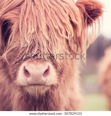Close up portrait of a scottish highland cattle/cow/cub with hair/fur covering the face and a pink nose