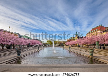 The famous meeting place Kungstradgarden in Stockholm with cherry trees in blossom