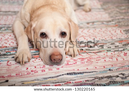 The dog is lying on the carpet