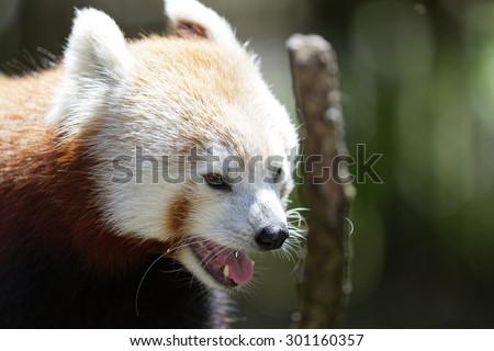 Cute Red Panda posing for the camera.