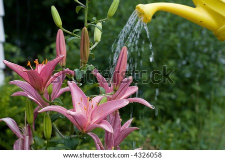 A yellow watering can waters beautiful asiatic lily flowers at sunset.