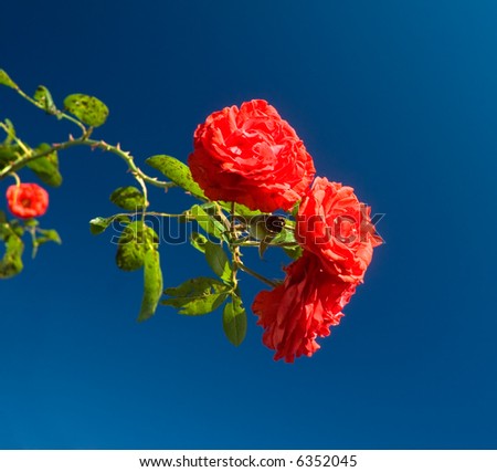 A striking contrast between a red rose and a deep blue sky. Copy space included.