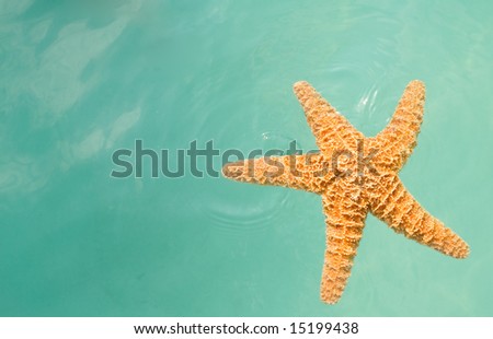 Tropical vacation concept featuring starfish in blue water.