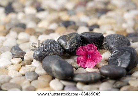 Zen and Balance concept featuring a circle of stones on a beach of pebbles, with a perfect Phlox flower as the focal point.