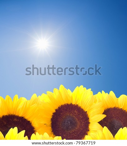 Sun Rays shining down on a row of sunflowers. Plenty of copy space and a very clean sky.