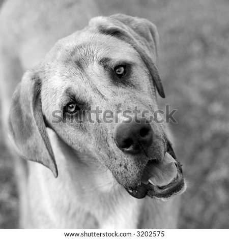 A silly young dog with a curious expression. Selective focus on eyes.