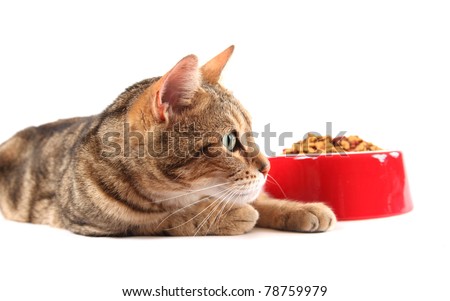 A bengal cat patiently waiting to eat his food.