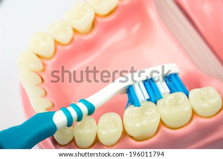 Closeup on Dentoform, denture teeth model to brush teeth, Dental equipment