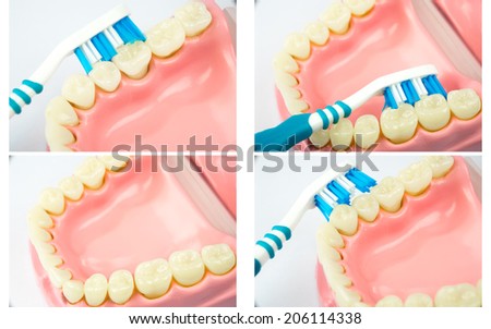 Set of Closeup on Dentoform, denture teeth model to brush teeth, Dental equipment