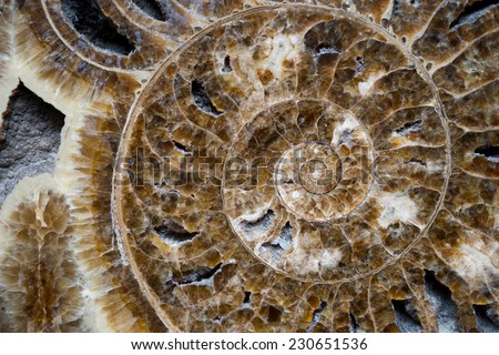 Plant Leaf fossil embedded in stone, real ancient petrified shell, isolated on white