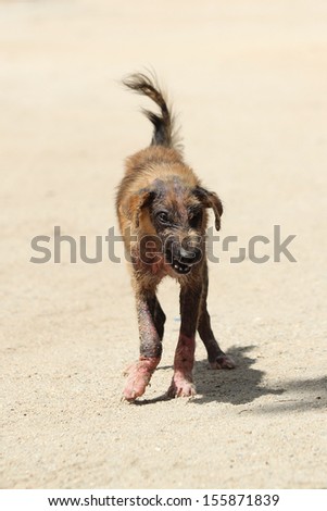 Dogs who suffer from skin. Walking on the sand in pain.