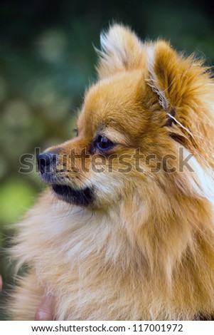 portrait of a dog in the profile, breed Pomeranian