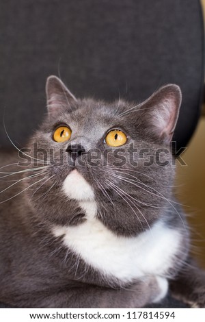 British cat, poses at a computer chair