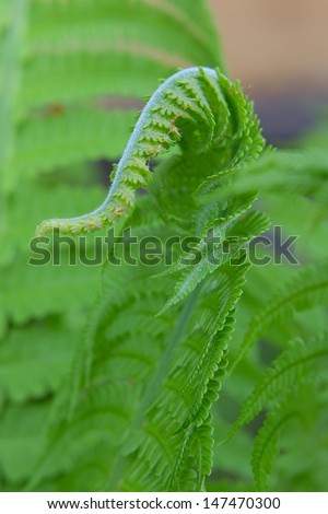 young carved green fern leaves