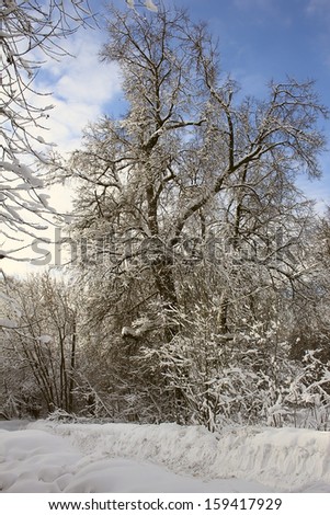 Branching tree covered with snow on the side of the road on a background of blue sky and clouds