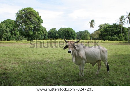a white cow beef with bones staring at a camera in green garden