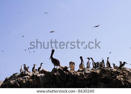 a lot of birds flocking on a big rock at sea shoreline