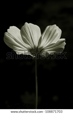 Black and white fine art of the cosmos  flower .