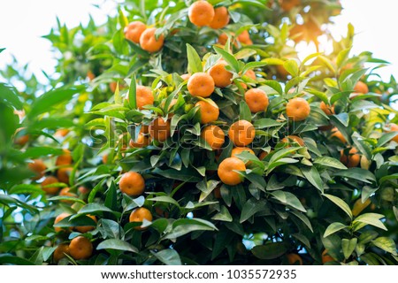 Mandarin tree with ripe fruits. Mandarin orange tree. Tangerine. Branch with fresh ripe tangerines and leaves image. Satsuma tree picture, soft focus. Oranges.