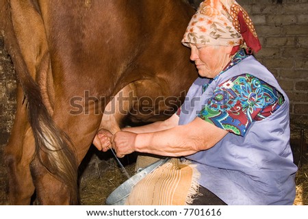 old woman is milking a cow