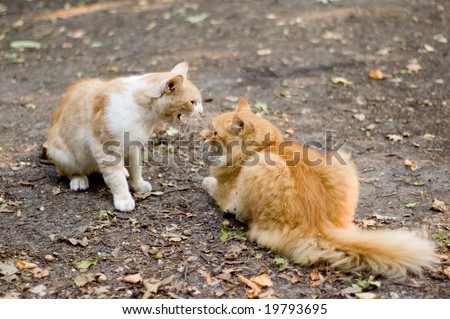 two red cats fight
