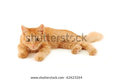 Kitten Lying Down