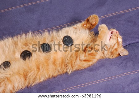 kitten sleeps with spa stones on sofa