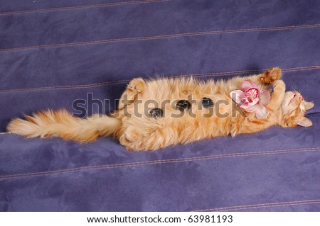 spa kitten sleeps with flower and stones on sofa