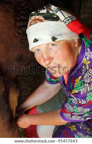 woman old poor senior farmer milking cow