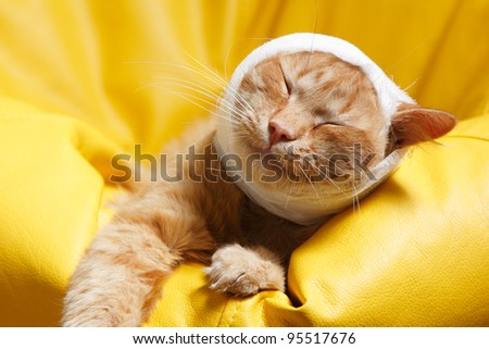 cat ear ache with bandage at home