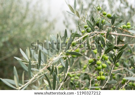 Olive trees in fog morning. Olive trees garden. Mediterranean olive field ready for harvest. Italian olive\'s grove with ripe fresh olives. Fresh olives. Olive farm.