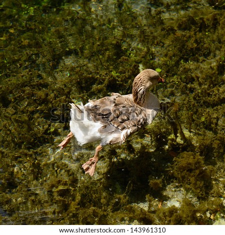 wild-goose swimming in the pond in transparent water, wild nature