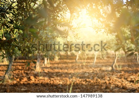 Olive trees garden mediterranean olive field ready for harvest Olive trees garden mediterranean olive field ready for harvest