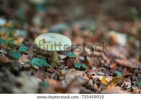 Pale toadstoo. Poisonous mushroom growing in forest. Pure poison, soft focus. Deadly toadstoo, soft focus.