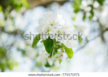 Apple blossoms. Blooming apple tree branch with large white flowers. Flowering. Spring. Beautiful natural seasonsl background with apple tree\'s flowers.