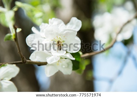 Apple blossoms. Blooming apple tree branch with large white flowers. Flowering. Spring. Beautiful natural seasonsl background with apple tree\'s flowers.