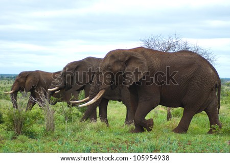 Three elephants in a row
