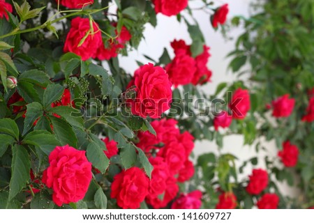 Red roses bush on a white wall, with ivy, closeup
