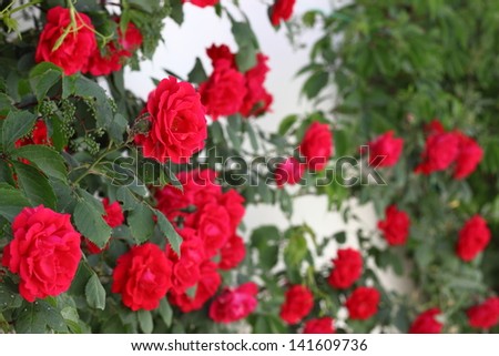 Red roses bush on a white wall, with ivy. Closeup